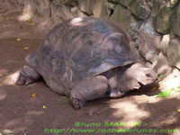 photo chamarel enclos tortues 03